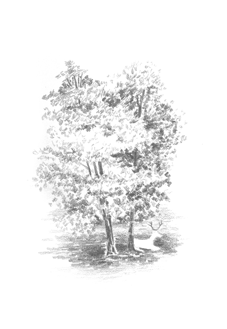 01_SRP_DEER SKETCH_2