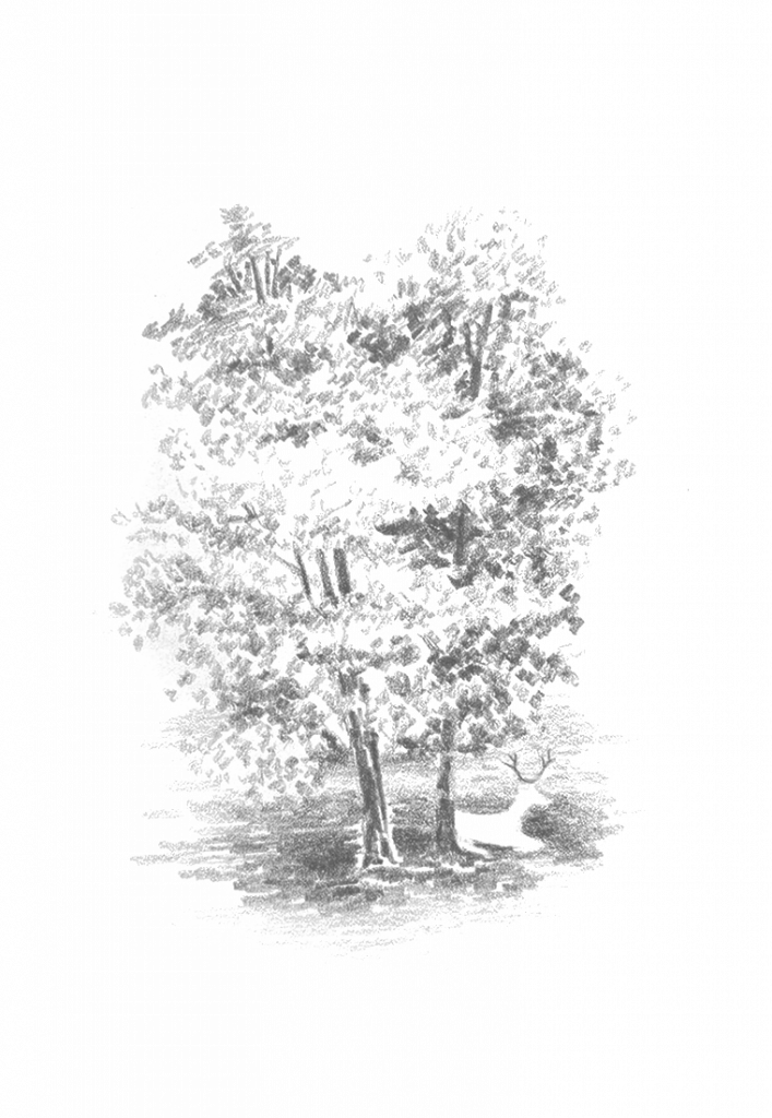 01_SRP_DEER SKETCH_2